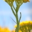  Marie  Portas - Achillea tomentosa L.