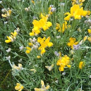  - Genista radiata (L.) Scop. [1772]