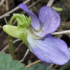 Photographie n°156797 du taxon Viola canina L.