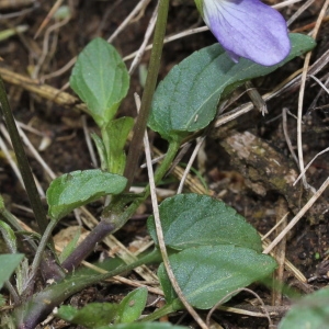 Photographie n°156798 du taxon Viola canina L.