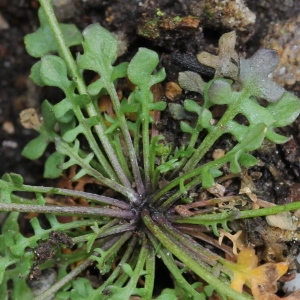 Photographie n°156804 du taxon Teesdalia nudicaulis (L.) R.Br.