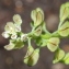  Marie  Portas - Teesdalia nudicaulis (L.) R.Br.