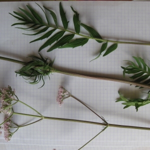  - Valeriana officinalis f. tenuifolia 