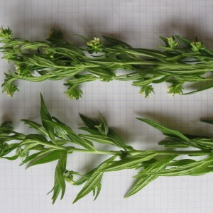 Photographie n°156853 du taxon Lithospermum officinale L.