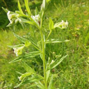 Photographie n°156856 du taxon Lithospermum officinale L.