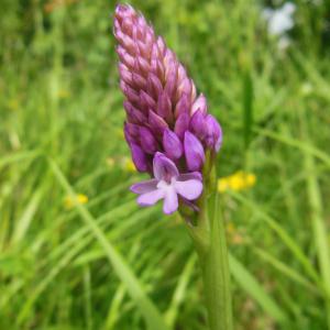 Photographie n°156861 du taxon Anacamptis pyramidalis (L.) Rich.