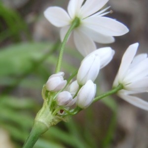 Allium loiseleurii (Rouy) Prain (Ail cilié)