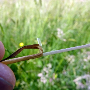 Photographie n°156960 du taxon Agrostis stolonifera L. [1753]