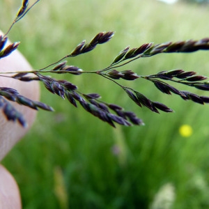 Photographie n°156968 du taxon Agrostis stolonifera L. [1753]