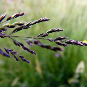 Photographie n°156972 du taxon Agrostis stolonifera L. [1753]