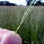  Emmanuel Stratmains - Bromus hordeaceus subsp. hordeaceus