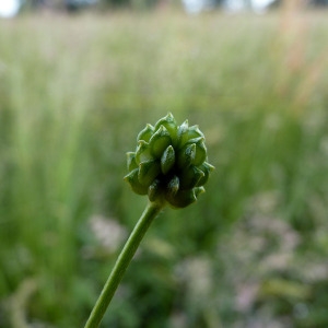 Photographie n°156990 du taxon Ranunculus sardous Crantz [1763]