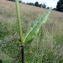  Emmanuel Stratmains - Rumex acetosa L. [1753]