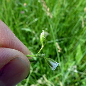 Photographie n°156998 du taxon Cerastium fontanum Baumg. [1816]