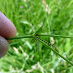 Photographie n°157000 du taxon Cerastium fontanum Baumg. [1816]