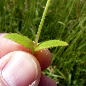 Photographie n°157006 du taxon Cerastium fontanum Baumg. [1816]