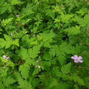 Photographie n°157059 du taxon Geranium robertianum L. [1753]