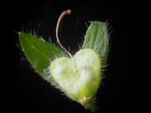 Dominique Remaud, le 16 juin 2013 (Guiry-en-Vexin (bois de Morval))