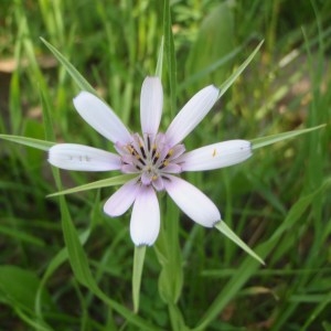 Photographie n°157076 du taxon Geropogon hybridus (L.) Sch.Bip. [1844]