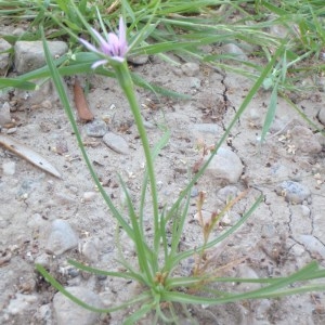 Photographie n°157077 du taxon Geropogon hybridus (L.) Sch.Bip. [1844]