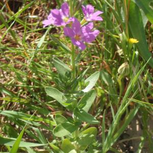 Photographie n°157078 du taxon Lythrum junceum Banks & Sol. [1794]