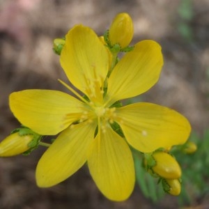 Hypericum sp.