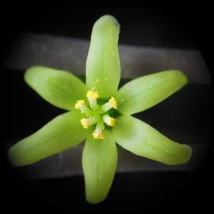 Smilax rubra Willd. (Herbe aux femmes battues)