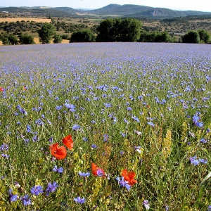 Photographie n°157116 du taxon Centaurea cyanus L.