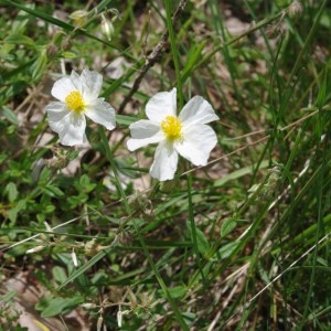 Photographie n°157134 du taxon Helianthemum apenninum (L.) Mill. [1768]