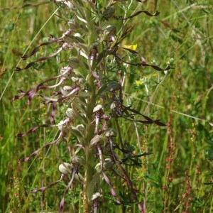 Photographie n°157135 du taxon Himantoglossum hircinum (L.) Spreng. [1826]