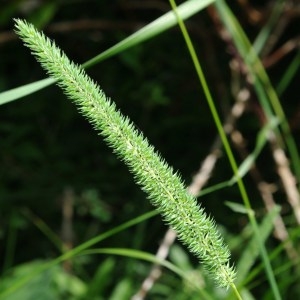  - Phleum phleoides (L.) H.Karst. [1880]