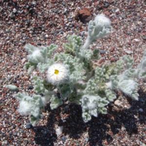 Photographie n°157147 du taxon Anthemis tomentosa L. [1753]