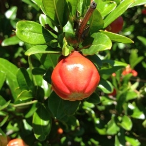 Photographie n°157164 du taxon Punica granatum L. [1753]