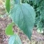  Pierre Bonnet - Celtis australis L. [1753]