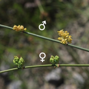 Ephedra equisetiformis subsp. distachya (L.) Bonnier & Layens (Éphédra à chatons opposés)