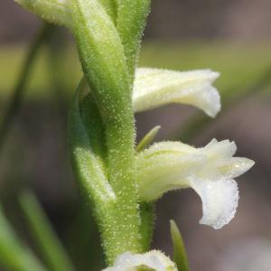 Ophrys aestiva Balb. (Spiranthe d'été)