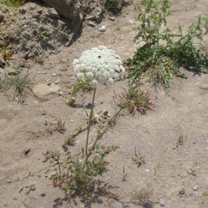 Photographie n°157345 du taxon Daucus L. [1753]