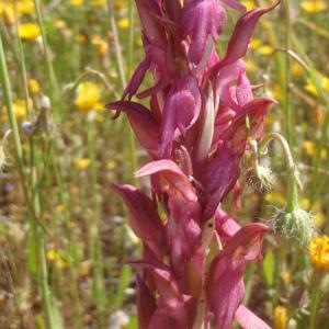 Photographie n°157350 du taxon Orchis L. [1753]