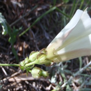 Calystegia sp.