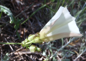 Genevieve Botti, le  3 mai 2013 (Grèce (Rhodes : Haghia Galatousa))