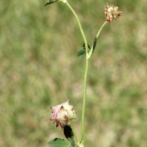 Photographie n°157372 du taxon Trifolium resupinatum L. [1753]