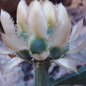 Photographie n°157384 du taxon Centaurea L. [1753]