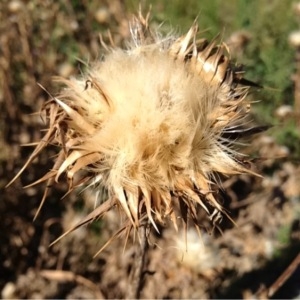 Photographie n°157401 du taxon Silybum marianum (L.) Gaertn. [1791]