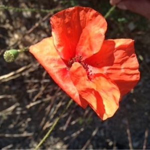 Photographie n°157405 du taxon Papaver rhoeas L. [1753]