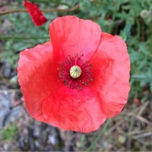 Photographie n°157430 du taxon Papaver rhoeas L. [1753]