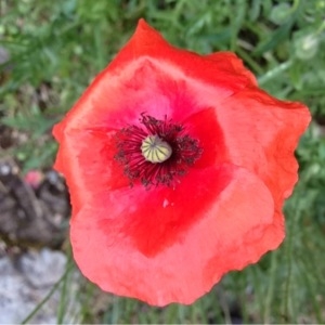 Photographie n°157431 du taxon Papaver rhoeas L. [1753]