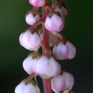 Photographie n°157445 du taxon Pyrola minor L. [1753]