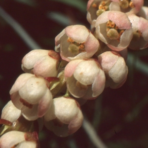 Photographie n°157450 du taxon Pyrola minor L. [1753]