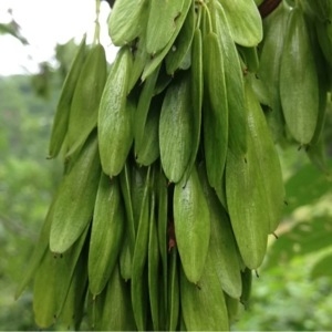 Photographie n°157458 du taxon Fraxinus excelsior L. [1753]