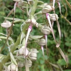 Photographie n°157464 du taxon Himantoglossum hircinum (L.) Spreng. [1826]